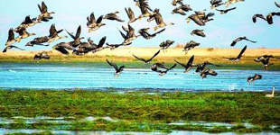 鄱陽(yáng)湖文學(xué)作家群，是以挖掘鄱陽(yáng)湖地域文化為背景，弘揚(yáng)鄱陽(yáng)湖地域文學(xué)為己任的專(zhuān)業(yè)文學(xué)創(chuàng)作研究團(tuán)隊(duì)。