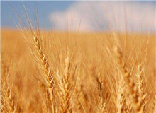 思芒學(xué)社｜重建“文學(xué)”意義的未竟之業(yè)時隔近30年，伊格爾頓又在耶魯大學(xué)出版社推出了《文學(xué)事件》一書……[詳細(xì)]