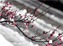 惠忠庵讀書夜｜活在珍貴的人間：一次關(guān)于詩歌的細(xì)讀“好像有樹葉在門前燃燒，而抱回的柴禾里有水珠滴落……”[詳細(xì)]