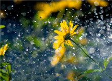 對流層讀書會｜《譬若檐滴》：滴落的芬芳那有關(guān)美與靈的檐滴總是在不經(jīng)意間落下……[詳細(xì)]