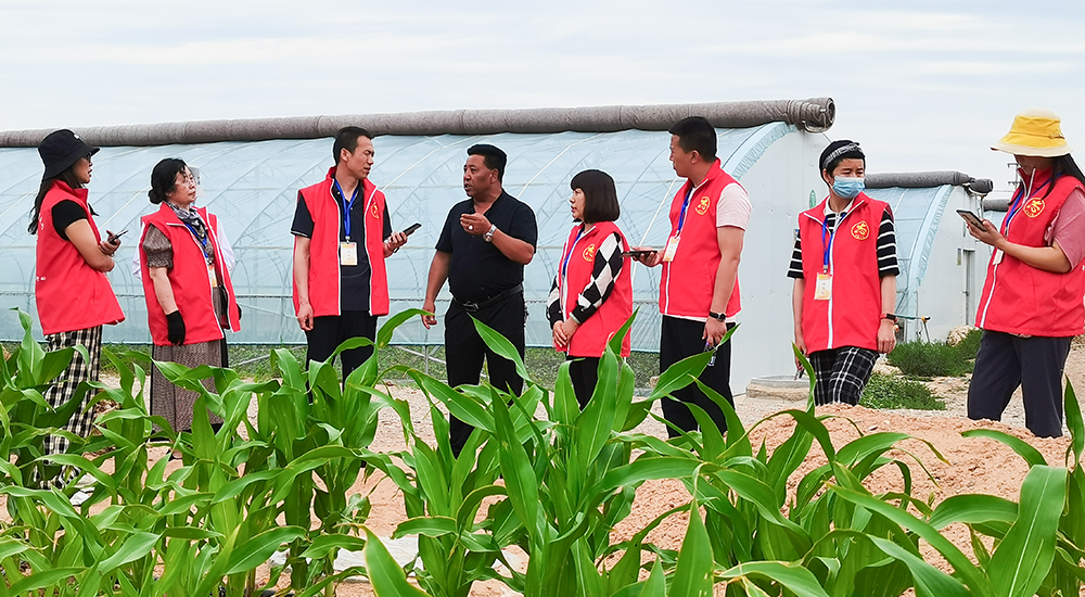 同樂村委會(huì)主任為青銅峽青年文學(xué)創(chuàng)作人才項(xiàng)目成員講解大棚種植