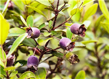 莫賢：如何寫好扶貧故事寫作有法，但無定法。我簡單談談《稔子花開》的一些創(chuàng)作思路，與大家分享……[詳細]