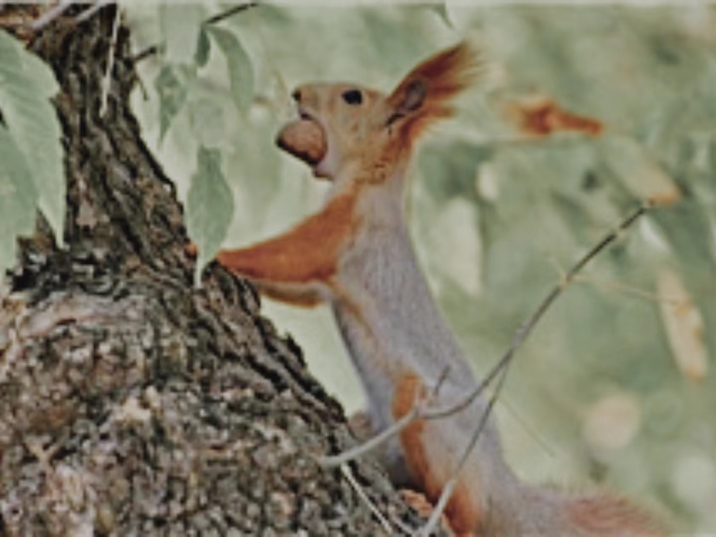 【輯一】南部山區(qū)：核桃林卸了重負(fù)，松鼠用尾巴戰(zhàn)斗你何時(shí)到南山來/我想請(qǐng)你指揮一個(gè)漫山遍野的樂隊(duì)/在這里寫詩，寫壞了也值[詳細(xì)]