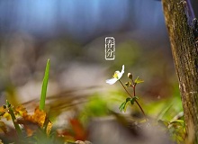 《春分》春分了，天氣漸漸暖起來。草木萬物都生發(fā)了，空氣里里濕漉漉甜絲絲的，有一股子好聞的泥土腥味兒。[詳細]