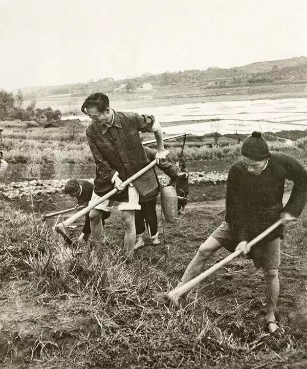 圖為周立波在清溪村與鄉(xiāng)親們一起勞作。 中國作協(xié)供圖