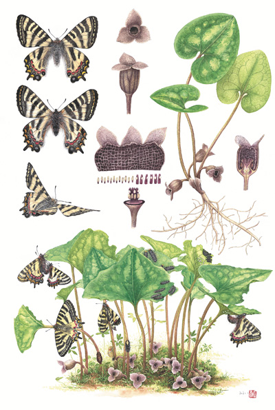 　博物繪畫《中華虎鳳蝶和杜衡》，作者李聰穎。 　　《博物》雜志供圖