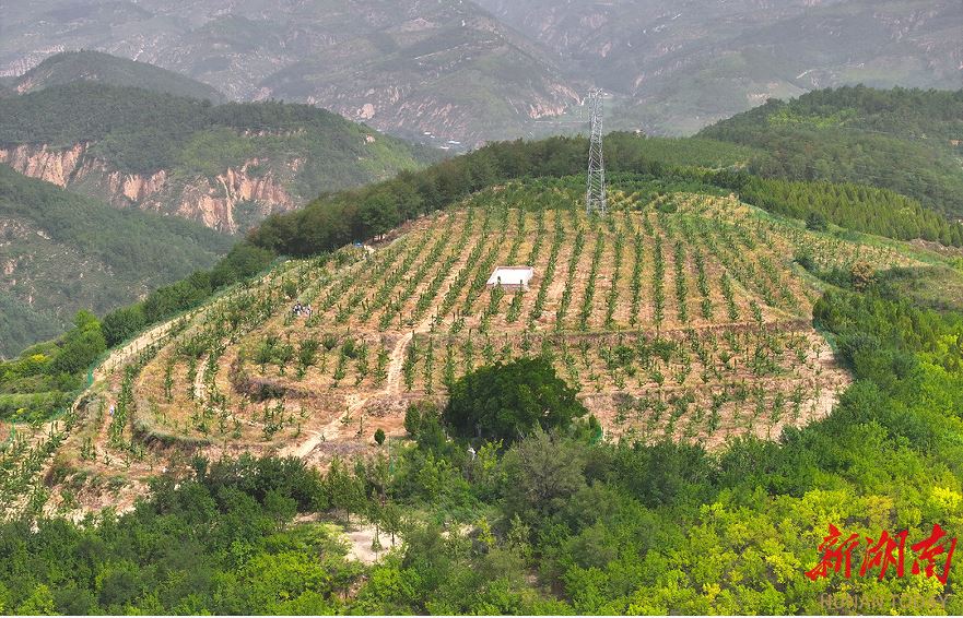 延川縣大禹街道馬家店村的櫻桃園。