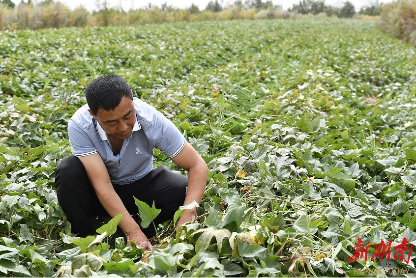 延川縣大禹街道馬家店村村支書郝崗在查看紅薯長(zhǎng)勢(shì)。