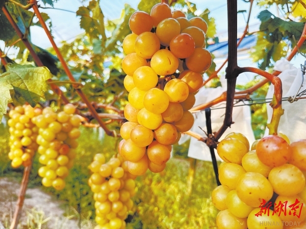 漫水村葡萄園碩果累累。