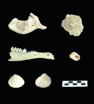 福建平潭殼丘頭遺址出土動物遺存。國家文物局供圖