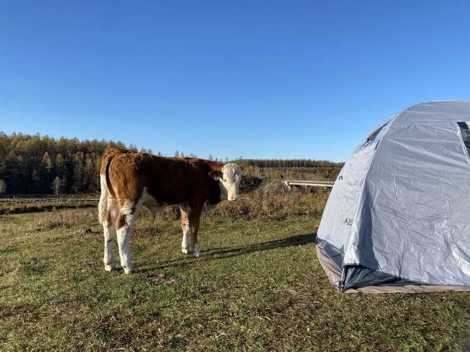 不凍河岸邊的小牛。會(huì)動(dòng)的活人比帳篷中的未知更令它好奇，人類卻相反。