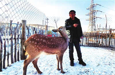 羊正與小梅花鹿玩耍。 程煜 攝